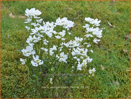 Iberis sempervirens &#39;Nevina&#39;