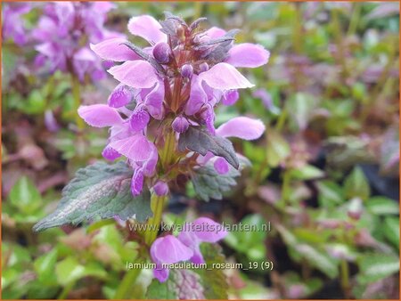 Lamium maculatum &#39;Roseum&#39;