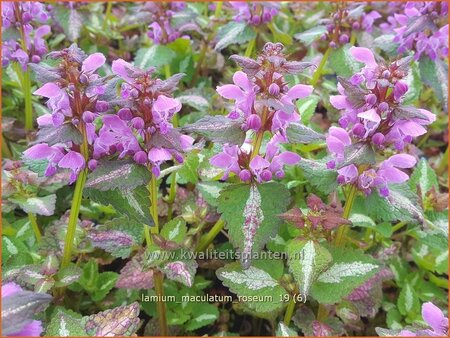 Lamium maculatum &#39;Roseum&#39;