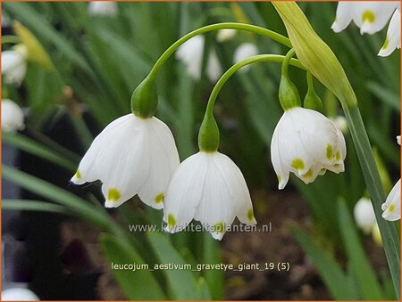 Leucojum aestivum &#39;Gravetye Giant&#39;