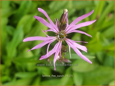 Lychnis flos-cuculi