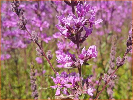 Lythrum salicaria &#39;Lady Sackville&#39;