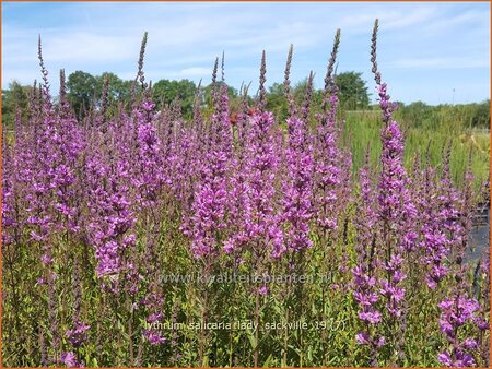 Lythrum salicaria &#39;Lady Sackville&#39;