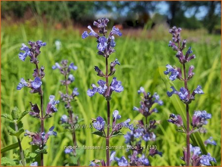 Nepeta faassenii &#39;Purrsian Blue&#39;