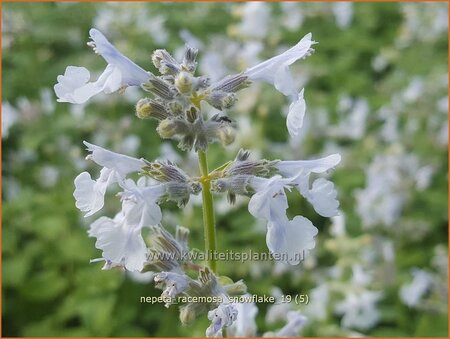 Nepeta racemosa &#39;Snowflake&#39;