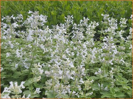 Nepeta racemosa &#39;Snowflake&#39;