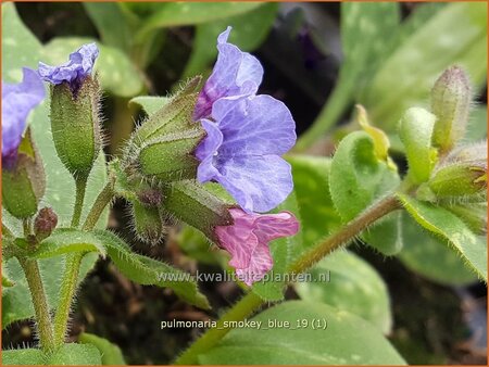 Pulmonaria &#39;Smokey Blue&#39;