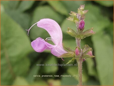 Salvia pratensis &#39;Rose Rhapsody&#39;