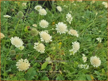 Scabiosa ochroleuca