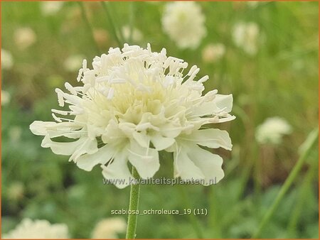 Scabiosa ochroleuca