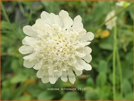 Scabiosa ochroleuca