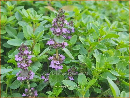 Thymus serpyllum