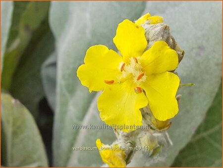 Verbascum bombyciferum