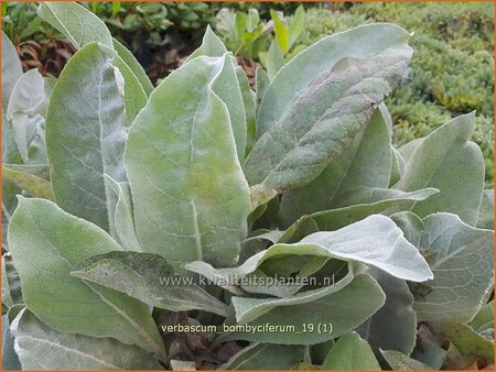 Verbascum bombyciferum