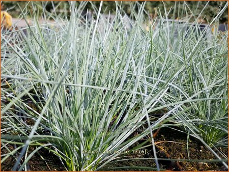 Festuca glauca 'Cool as Ice'