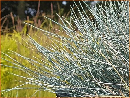 Festuca glauca 'Cool as Ice'