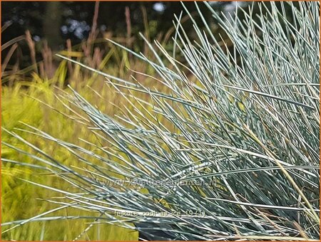 Festuca glauca &#39;Cool as Ice&#39;