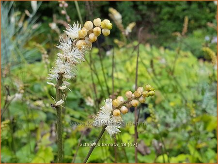 Actaea biternata