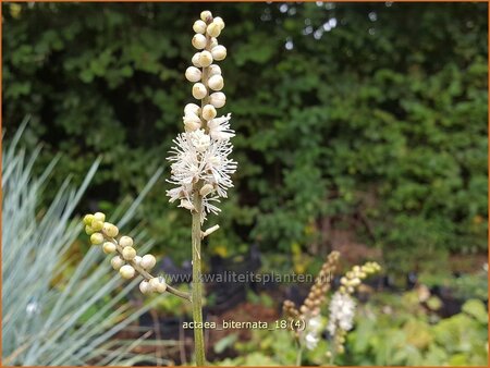 Actaea biternata