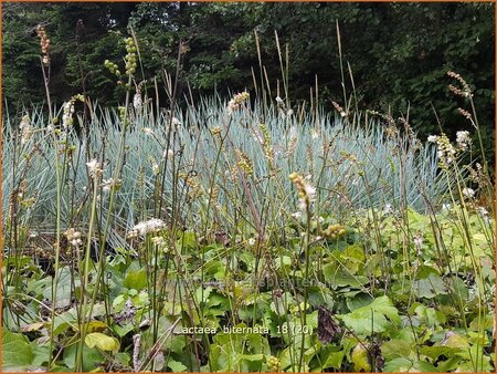 Actaea biternata