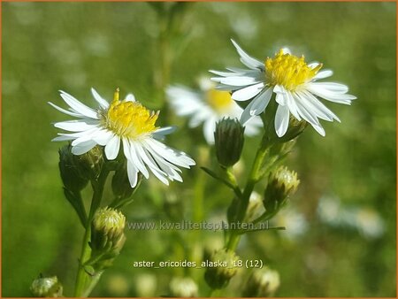 Aster ericoides &#39;Alaska&#39;