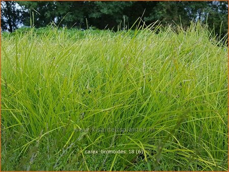 Carex bromoides