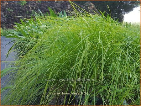 Carex bromoides