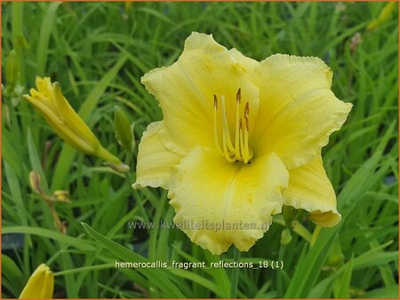 Hemerocallis &#39;Fragrant Reflection&#39;