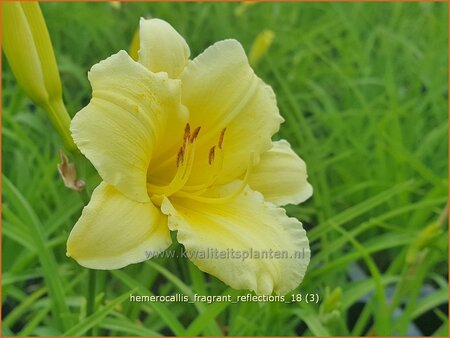 Hemerocallis &#39;Fragrant Reflection&#39;