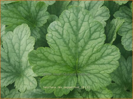 Heuchera &#39;Rex Peppermint&#39;