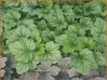 Heuchera &#39;Rex Peppermint&#39;