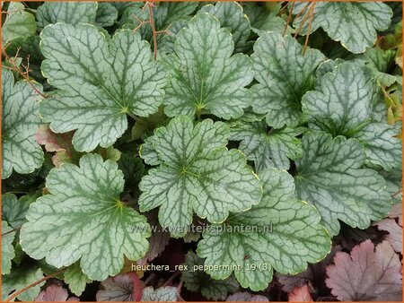 Heuchera &#39;Rex Peppermint&#39;