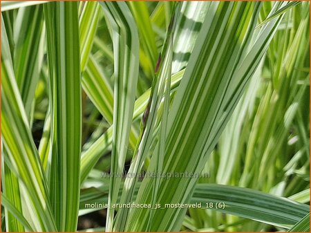 Molinia arundinacea &#39;JS Mostenveld&#39;