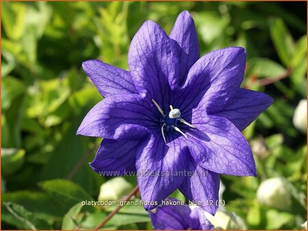 Platycodon grandiflorus &#39;Hakone Blue&#39;