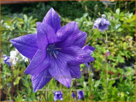 Platycodon grandiflorus &#39;Hakone Blue&#39;