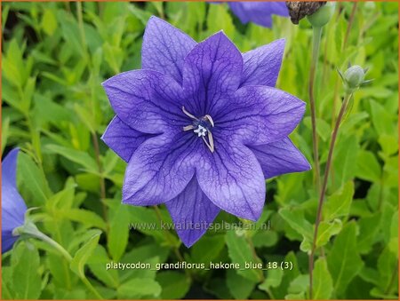 Platycodon grandiflorus &#39;Hakone Blue&#39;