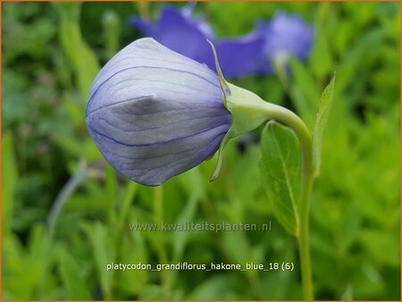 Platycodon grandiflorus &#39;Hakone Blue&#39;