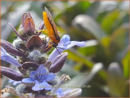 Ajuga reptans &#39;Mini Mahogany&#39;