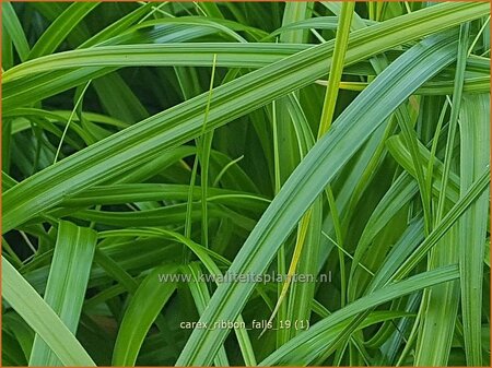 Carex &#39;Ribbon Falls&#39;