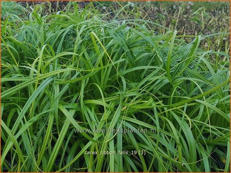 Carex &#39;Ribbon Falls&#39;