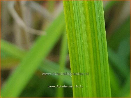 Carex foliosissima