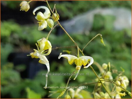 Epimedium &#39;Spine Tingler&#39;