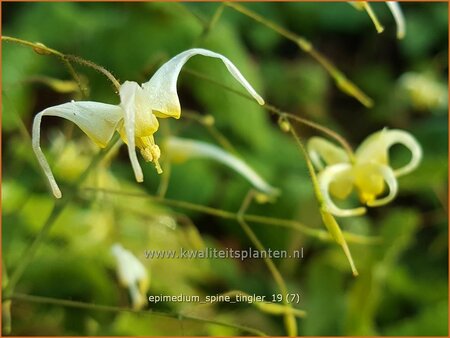Epimedium 'Spine Tingler'