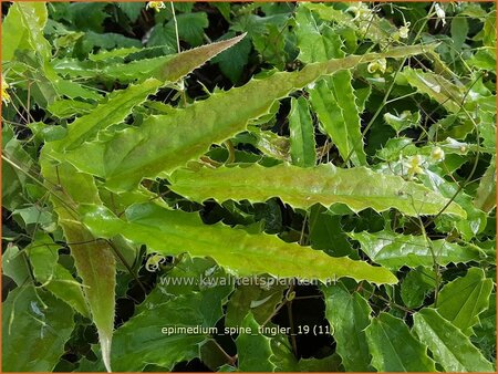 Epimedium 'Spine Tingler'