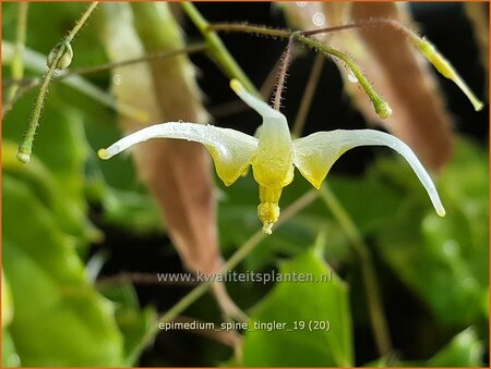 Epimedium 'Spine Tingler'