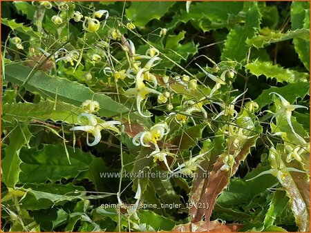 Epimedium &#39;Spine Tingler&#39;