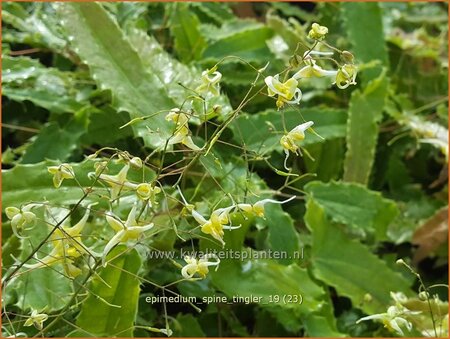Epimedium 'Spine Tingler'