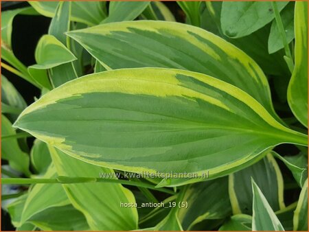 Hosta &#39;Antioch&#39;