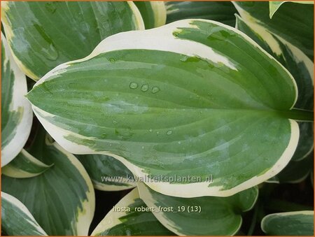 Hosta &#39;Robert Frost&#39;