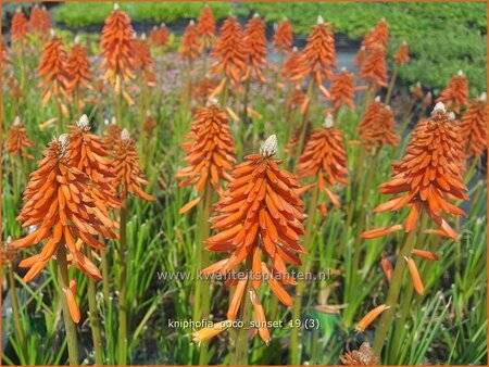 Kniphofia &#39;Poco Sunset&#39;